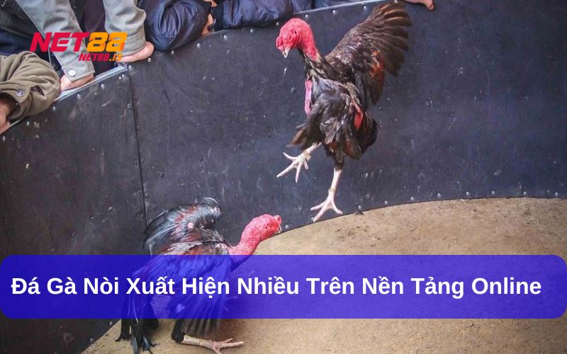 Đá gà nòi mang đến sự kịch tính và hấp dẫn hàng đầu