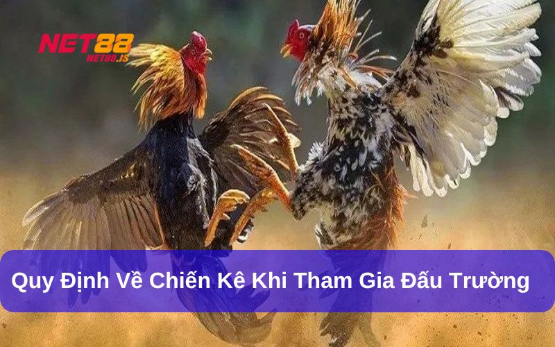 Chiến kê được kiểm tra kỹ trước mỗi trận đấu